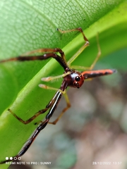 Viciria pavesii
