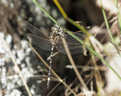 Synthemis eustalacta