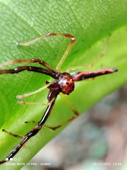 Viciria pavesii