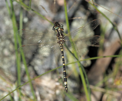 Synthemis eustalacta