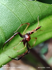 Viciria pavesii