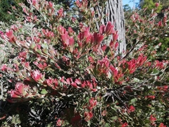 Adenanthos cuneatus