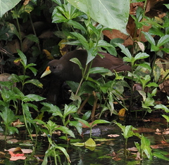 Amaurornis moluccana