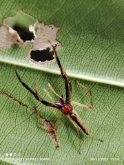 Viciria pavesii