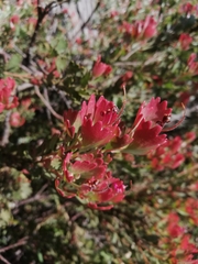 Adenanthos cuneatus