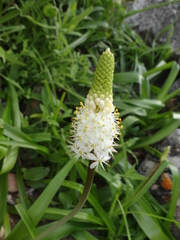 Bulbinella cauda-felis