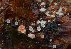 Psilachnum chrysostigmum