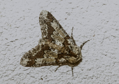 Biston strataria