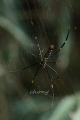 Nephila pilipes