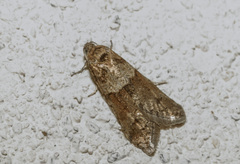 Tortricodes alternella