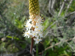 Bulbinella cauda-felis