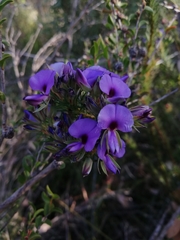 Gompholobium confertum
