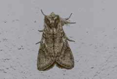 Achlya flavicornis