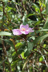 Melastoma sanguineum