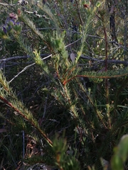 Gompholobium confertum