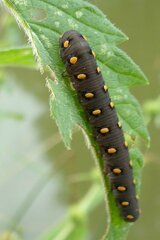 Tenthredo marginella