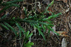 Selaginella doederleinii