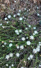 Actinotus minor