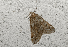 Alsophila aescularia