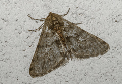 Phigalia pilosaria