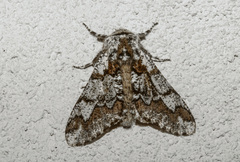 Biston strataria