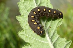 Tenthredo marginella