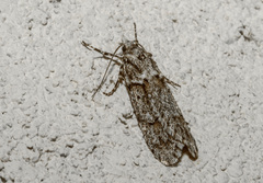 Diurnea fagella