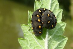 Tenthredo marginella
