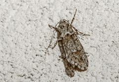 Diurnea fagella