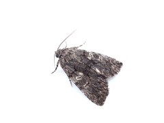 Gerbathodes angusta