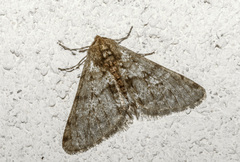 Phigalia pilosaria