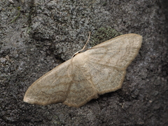 Scopula