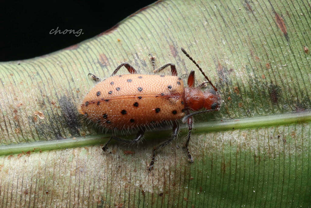 Lagria tigrina