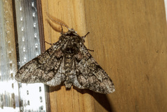 Biston strataria