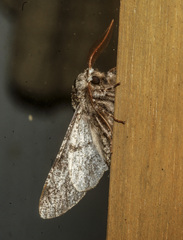 Biston strataria