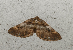 Earophila badiata