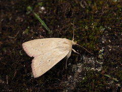 Mythimna inornata