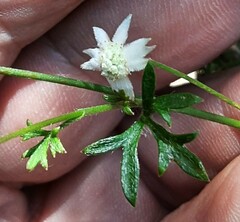 Actinotus minor