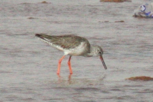 Tringa totanus