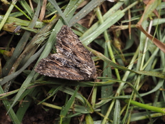 Dipterygina cupreotincta