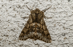 Apocheima hispidaria