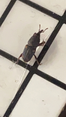 Sitophilus