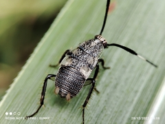 Hemithyrsocera histrio