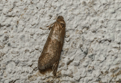 Tortricodes alternella