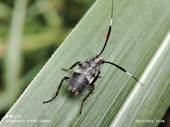 Hemithyrsocera histrio