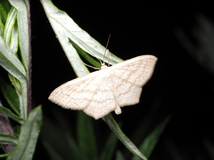 Scopula