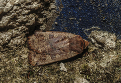 Conistra erythrocephala