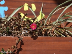 Mesembryanthemum cordifolium