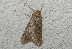Alsophila aescularia