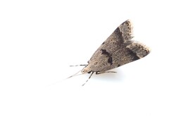 Deltoplastis apostatis